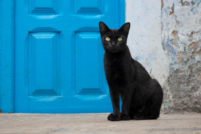 Black stray cat sitting alert in front of a blue door, illustrating neutering neighbor cat stray care and control efforts.