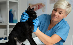 Negligent Breeder Explodes After Good Samaritan Accidentally Ruined His Feline Empire