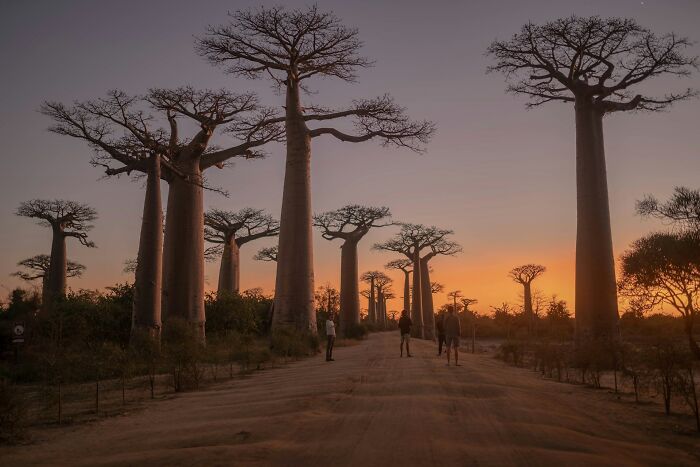 Baobab trees along a dirt road at sunset reflecting on vanished truths from people’s home countries in an online thread.