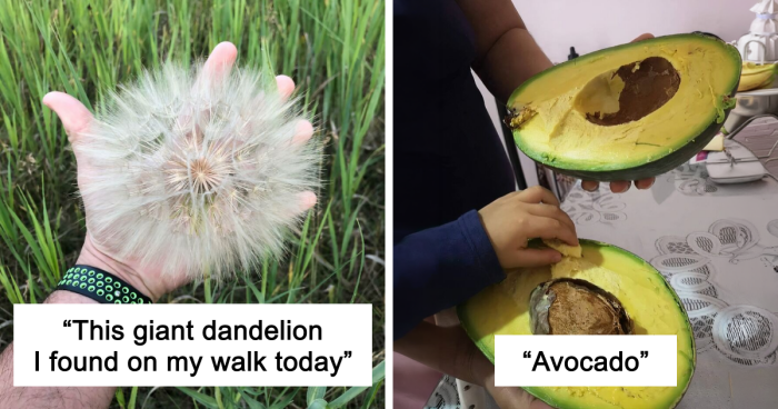 55 Huge Things You May Not Have Known Came In Such Big Sizes