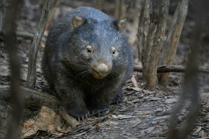 Wombat in a forest setting, captured during a hiking trip, illustrating true scary camping and hiking stories.
