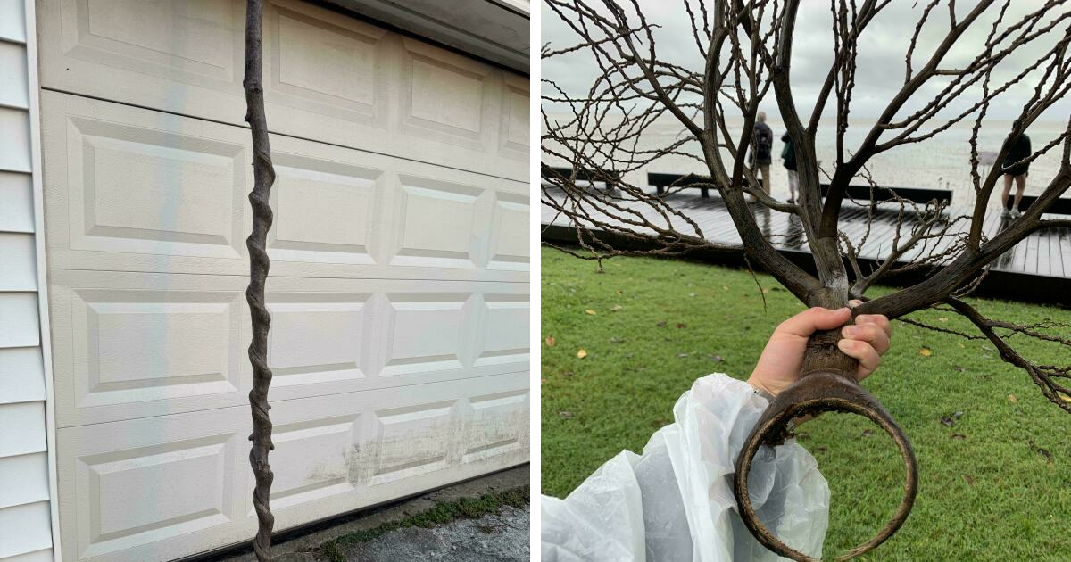 55  Distinctive Sticks People Have Been Lucky Enough To Find