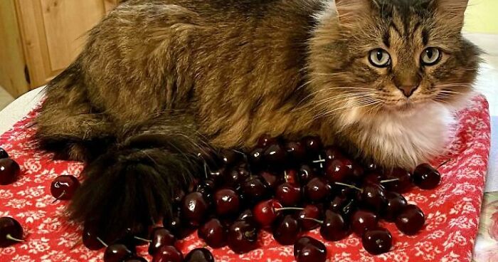 47 Hilarious Pics Of Pets Living Rent-Free And Performing Like Ungrateful Hooligans