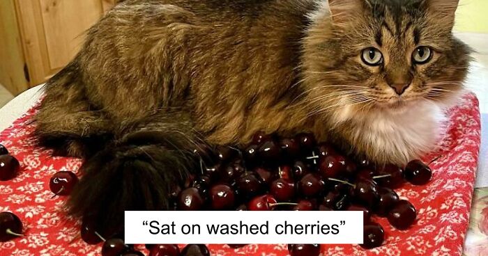 47 Hilarious Pics Of Pets Living Rent-Free And Performing Like Ungrateful Hooligans