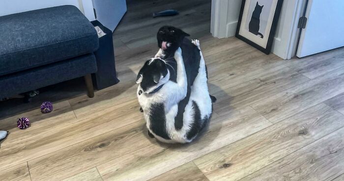 47 Hilarious Pics Of Pets Living Rent-Free And Performing Like Ungrateful Hooligans