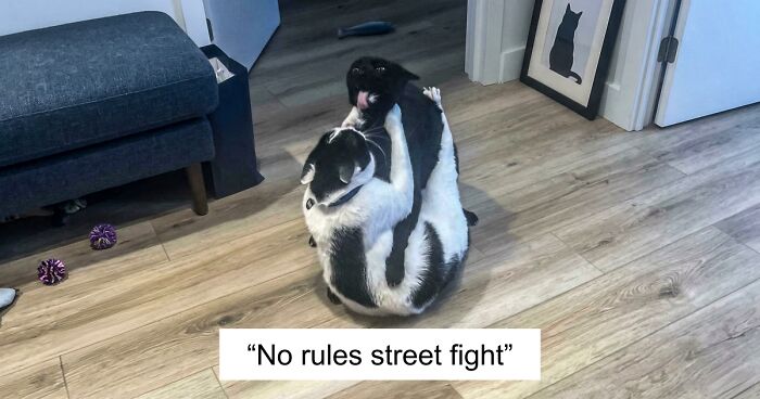 47 Mischievous Pets Got Publicly Shamed For Their Hilarious Bad Behavior Moments