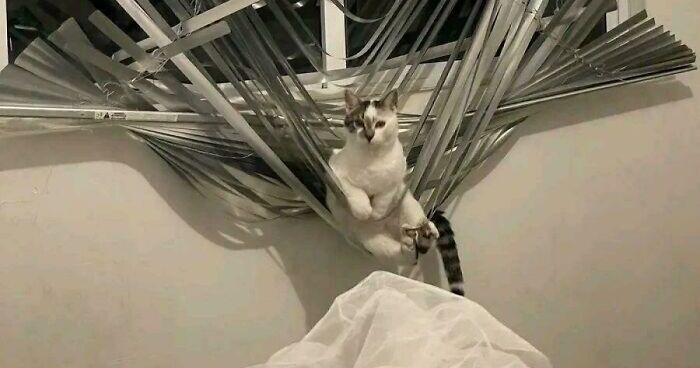 47 Hilarious Pics Of Pets Living Rent-Free And Performing Like Ungrateful Hooligans