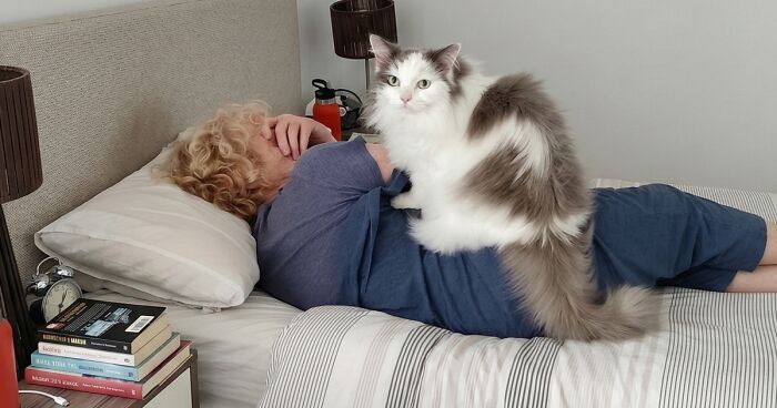 47 Hilarious Pics Of Pets Living Rent-Free And Performing Like Ungrateful Hooligans