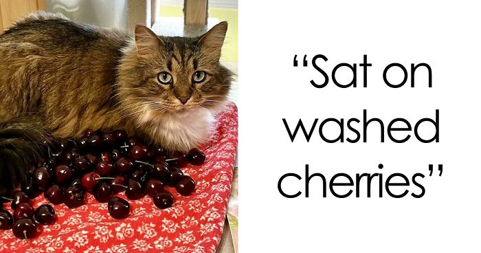 47 Hilarious Pics Of Pets Living Rent-Free And Performing Like Ungrateful Hooligans