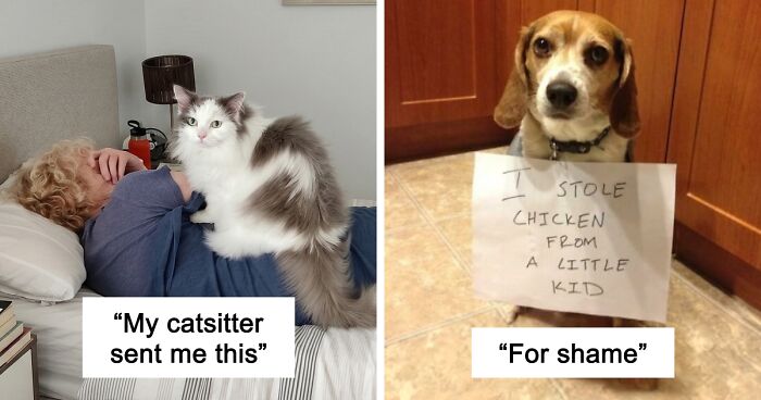 47 Hilarious Pics Of Pets Living Rent-Free And Performing Like Ungrateful Hooligans