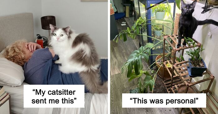 47 Hilarious Pics Of Pets Living Rent-Free And Performing Like Ungrateful Hooligans
