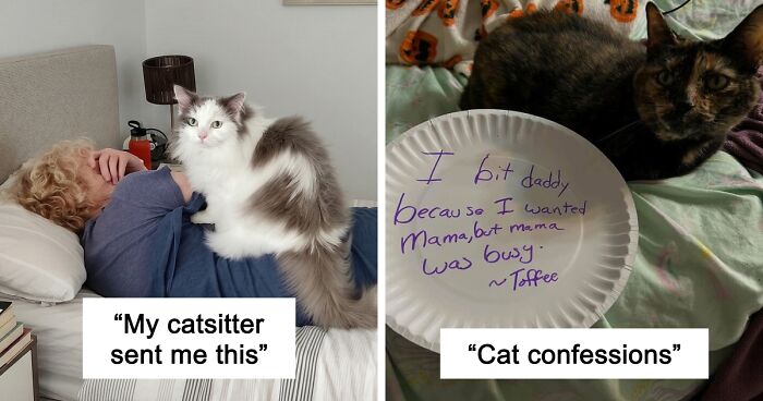 47 Hilarious Pics Of Pets Living Rent-Free And Performing Like Ungrateful Hooligans