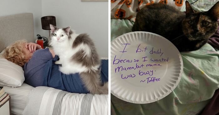 47 Hilarious Pics Of Pets Living Rent-Free And Performing Like Ungrateful Hooligans