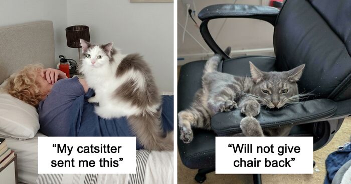 47 Hilarious Pics Of Pets Living Rent-Free And Performing Like Ungrateful Hooligans