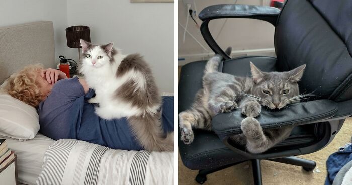 47 Hilarious Pics Of Pets Living Rent-Free And Performing Like Ungrateful Hooligans