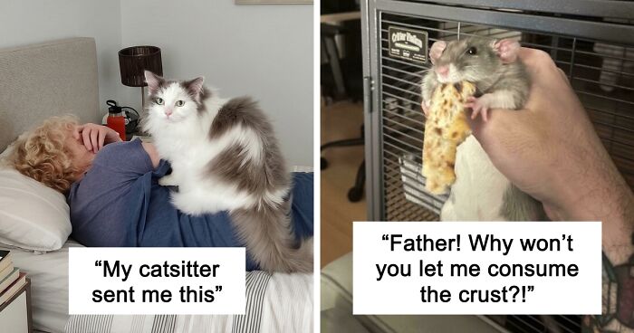 47 Hilarious Pics Of Pets Living Rent-Free And Performing Like Ungrateful Hooligans