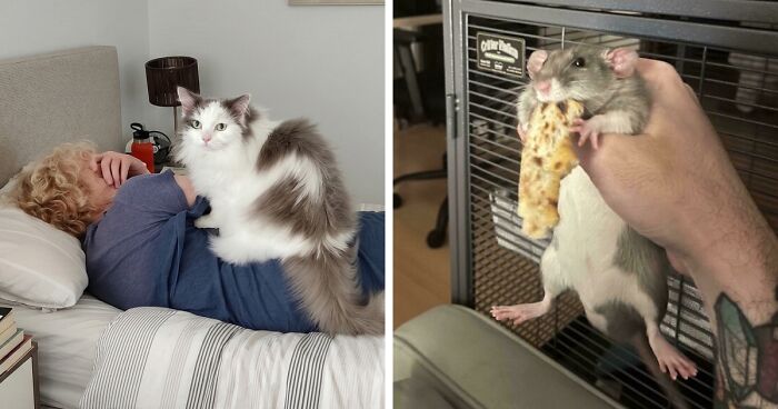 47 Hilarious Pics Of Pets Living Rent-Free And Performing Like Ungrateful Hooligans