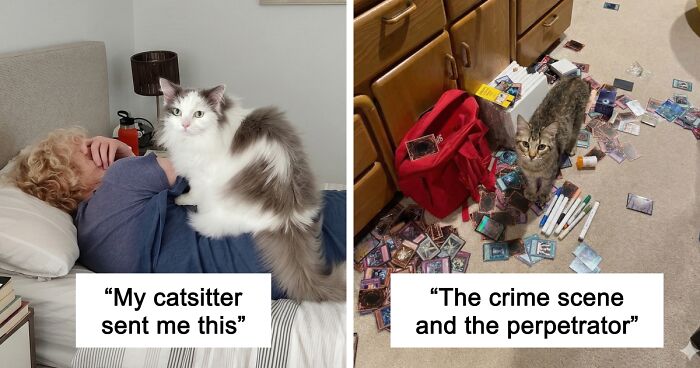 47 Hilarious Pics Of Pets Living Rent-Free And Performing Like Ungrateful Hooligans