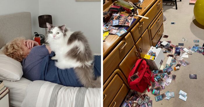 47 Hilarious Pics Of Pets Living Rent-Free And Performing Like Ungrateful Hooligans