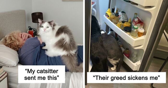 47 Hilarious Pics Of Pets Living Rent-Free And Performing Like Ungrateful Hooligans