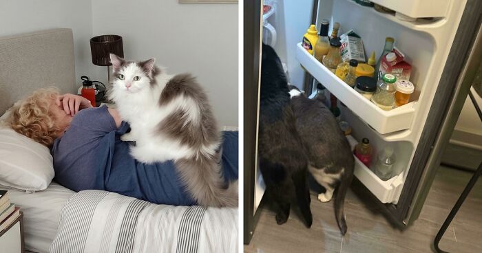 47 Hilarious Pics Of Pets Living Rent-Free And Performing Like Ungrateful Hooligans