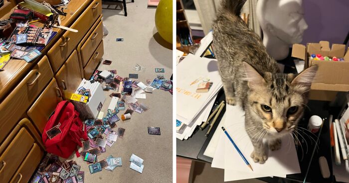47 Hilarious Pics Of Pets Living Rent-Free And Performing Like Ungrateful Hooligans