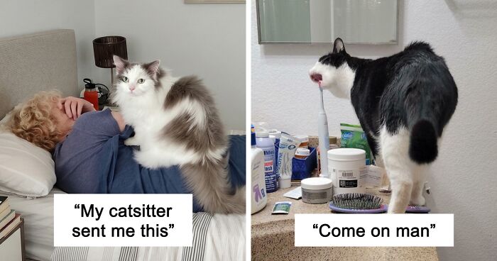 47 Hilarious Pics Of Pets Living Rent-Free And Performing Like Ungrateful Hooligans