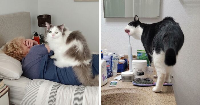 47 Hilarious Pics Of Pets Living Rent-Free And Performing Like Ungrateful Hooligans