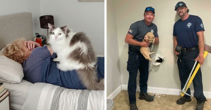 47 Hilarious Pics Of Pets Living Rent-Free And Performing Like Ungrateful Hooligans