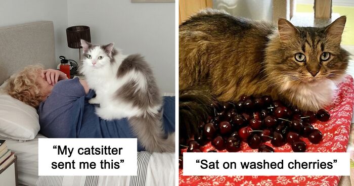 47 Hilarious Pics Of Pets Living Rent-Free And Performing Like Ungrateful Hooligans