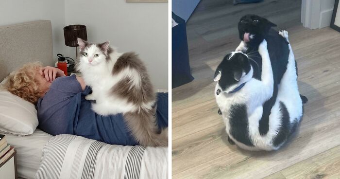 47 Hilarious Pics Of Pets Living Rent-Free And Performing Like Ungrateful Hooligans