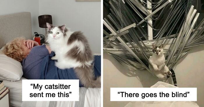 47 Hilarious Pics Of Pets Living Rent-Free And Performing Like Ungrateful Hooligans