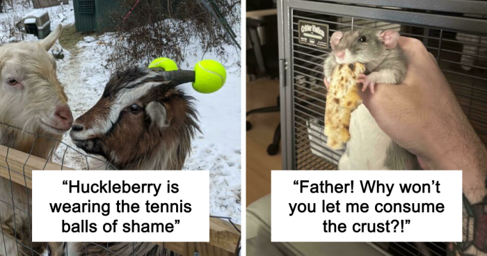 47 Hilarious Pics Of Pets Living Rent-Free And Performing Like Ungrateful Hooligans