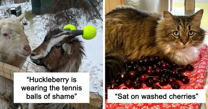 47 Hilarious Pics Of Pets Living Rent-Free And Performing Like Ungrateful Hooligans
