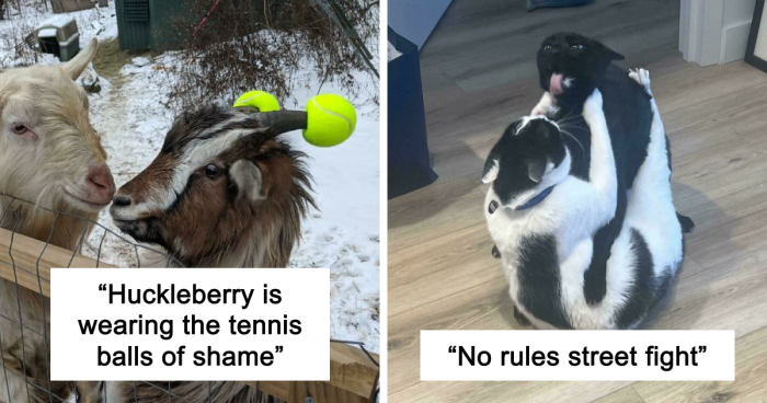 47 Hilarious Pics Of Pets Living Rent-Free And Performing Like Ungrateful Hooligans
