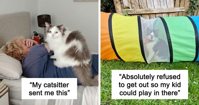 47 Hilarious Pics Of Pets Living Rent-Free And Performing Like Ungrateful Hooligans
