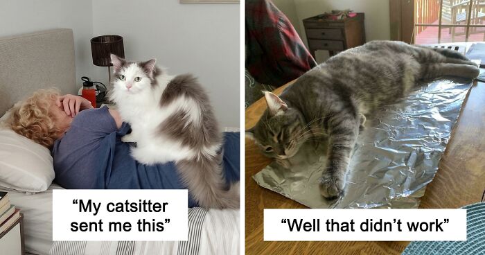 47 Mischievous Pets Got Publicly Shamed For Their Hilarious Bad Behavior Moments
