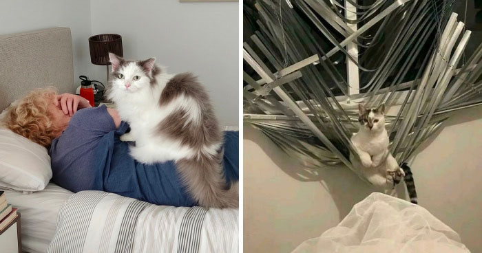 47 Hilarious Pics Of Pets Living Rent-Free And Performing Like Ungrateful Hooligans