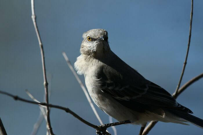 Small bird perched on dry branches in natural outdoor setting, evoking camping and hiking stories atmosphere.