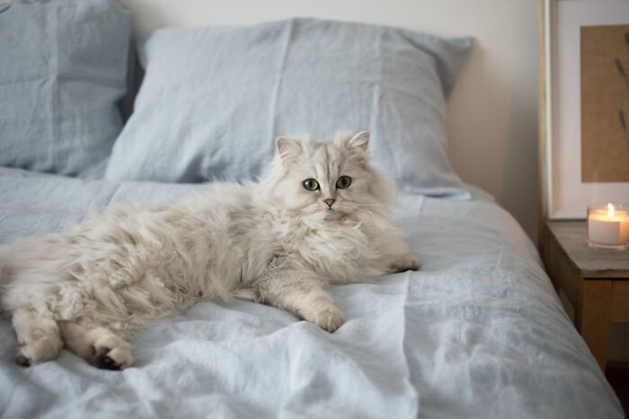 Fluffy white cat lounging on a bed with gray bedding, creating a calm scene invoking mystery and unexplained phenomenon.