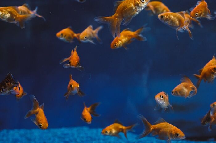 Several goldfish swimming in a blue aquarium, illustrating phrases that sounded like a complete joke but were serious.