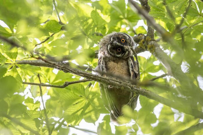 Owl perched on a leafy tree branch, showcasing one of the true stories that sound bizarre and unbelievable.