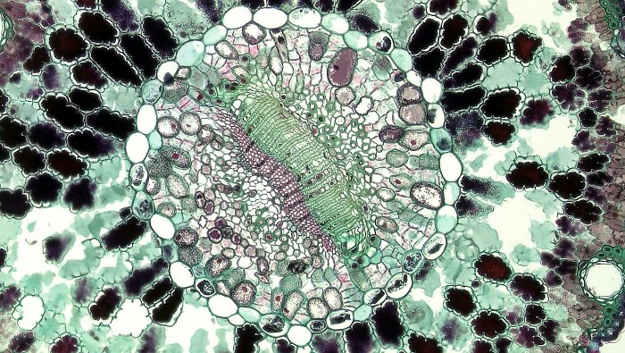 Microscopic view of plant cells highlighting biology vocabulary relevant for highschooler science quizzes.
