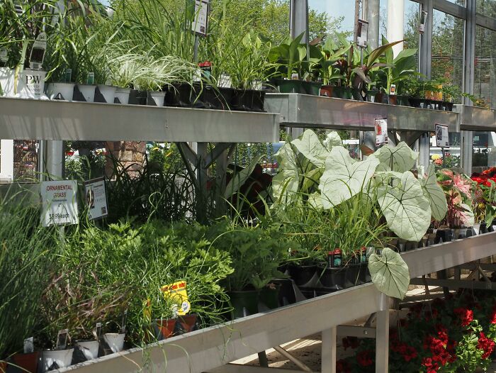 Various potted plants displayed on metal shelves inside a greenhouse, highlighting customer complaints that challenge employees.