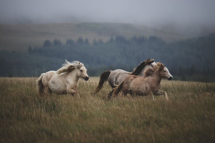 Three horses running through a misty field, illustrating a scene from true stories that sound bizarre and unbelievable.
