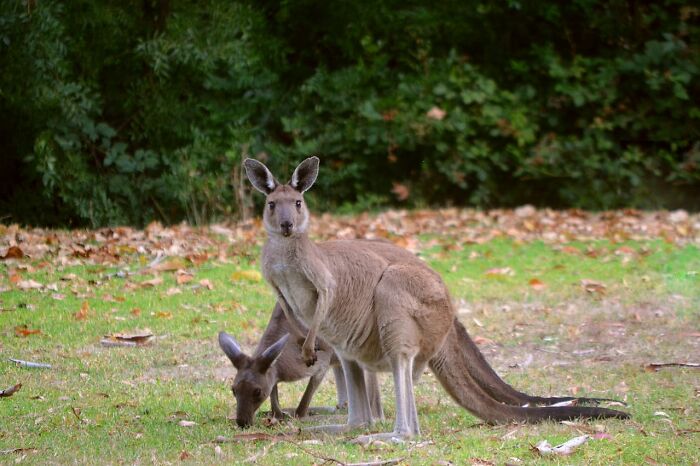 Two kangaroos in a grassy area with fallen leaves, illustrating things people said that sounded like a complete joke.