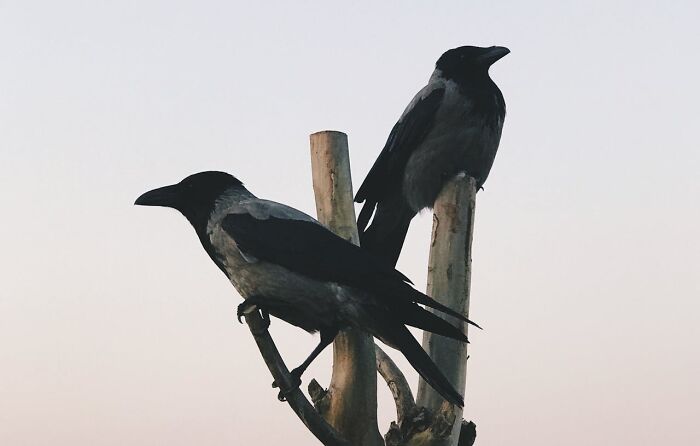 Two crows perched on a wooden branch at dusk illustrating bizarre true stories that sound unbelievable in nature.