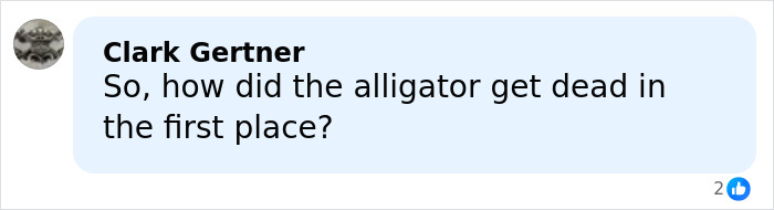 Comment on social media about the alligator death, related to controversial looksmaxxing influencer news in Florida.
