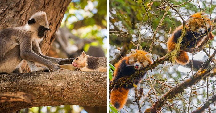 30 Powerful Wildlife Photos From Wikimedia Commons That Show The Beauty Of Life On Earth