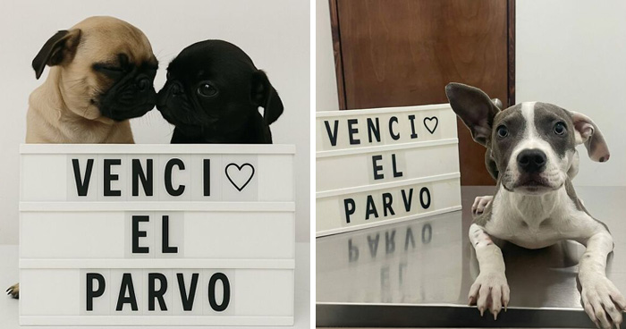 50 Pics Of Puppies Who Overcame A Life-Threatening Case Of Parvovirus Shared By Delka Hospital Veterinario